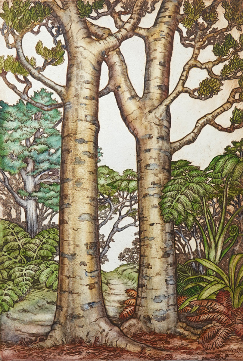Mary Taylor Kauri Trees hand coloured etching NZ trees limited edition print at Parnell Gallery Auckland NZ