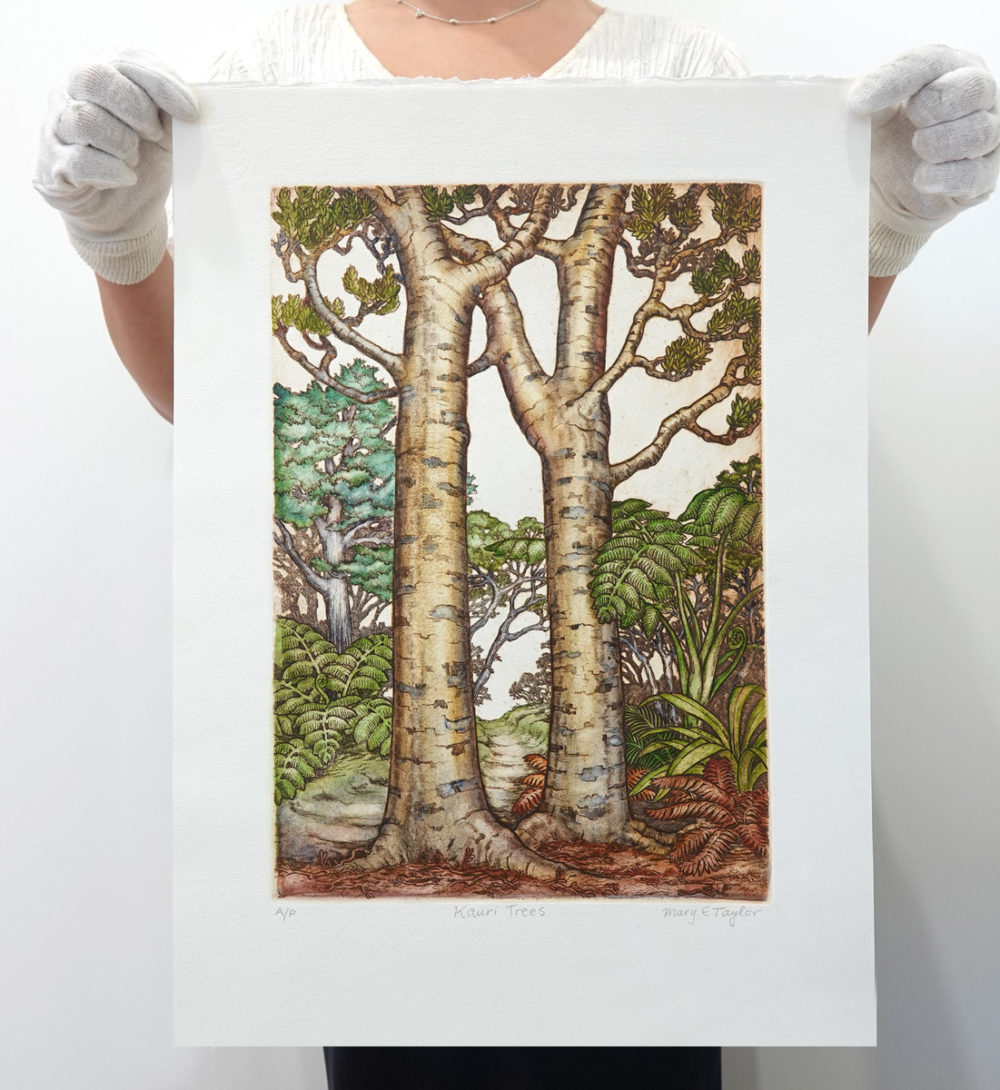 Kauri Trees