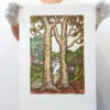 Kauri Trees