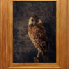 Jae Frew Whēkau No.1 bird photograph on archival paper at Parnell Gallery Auckland NZ