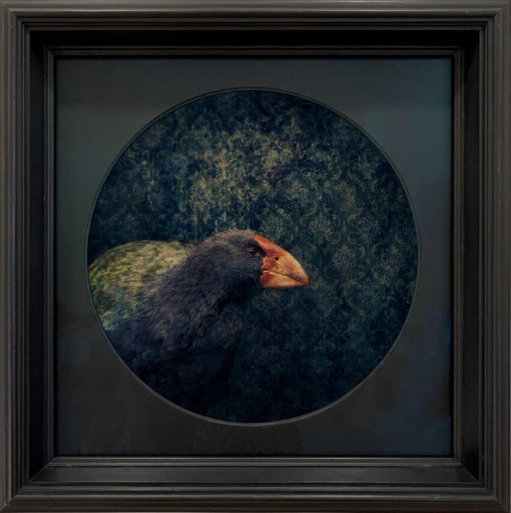 Jae Frew Takahē No.1 bird photograph on archival paper at Parnell Gallery Auckland NZ