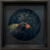 Jae Frew Takahē No.1 bird photograph on archival paper at Parnell Gallery Auckland NZ