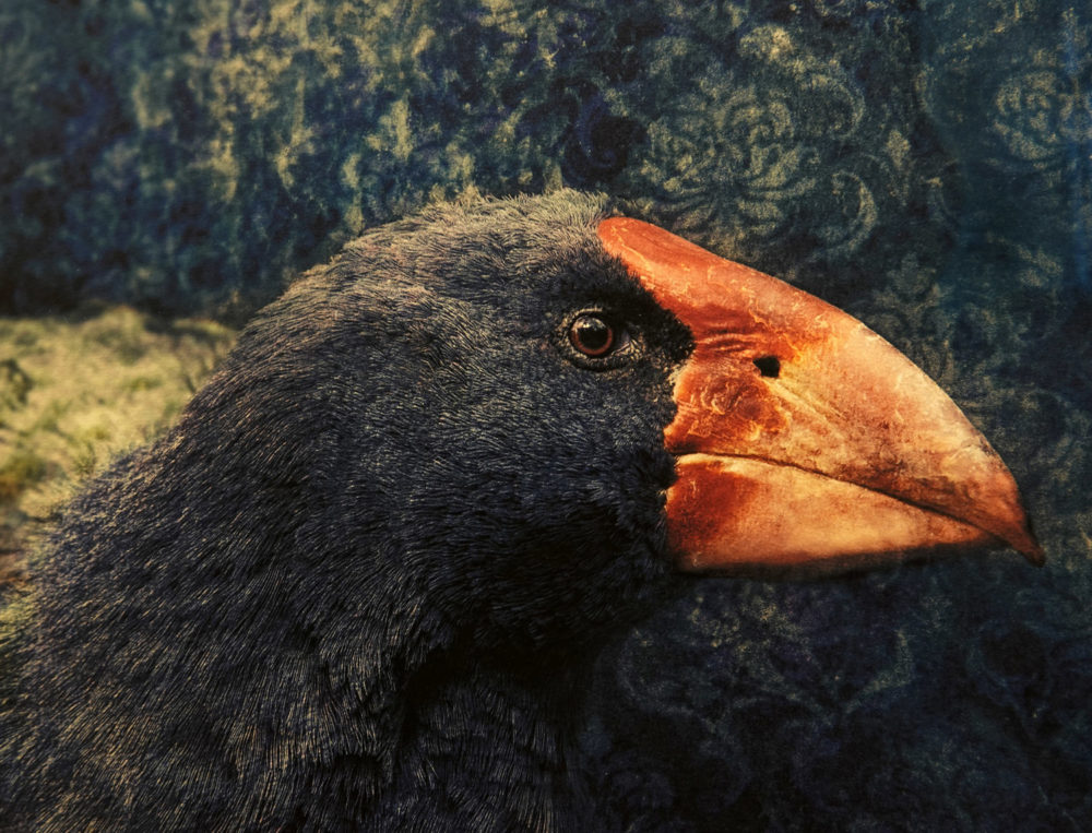 Takahē No.1