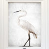 Jae Frew Kōtuku No.1 bird photograph on archival paper at Parnell Gallery Auckland NZ
