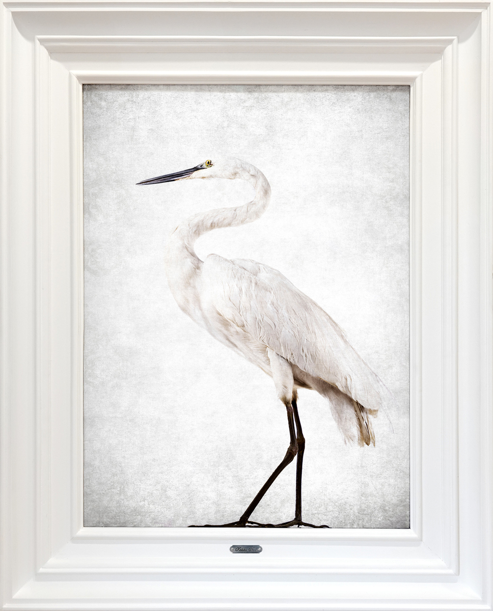 Jae Frew Kōtuku No.1 bird photograph on archival paper at Parnell Gallery Auckland NZ
