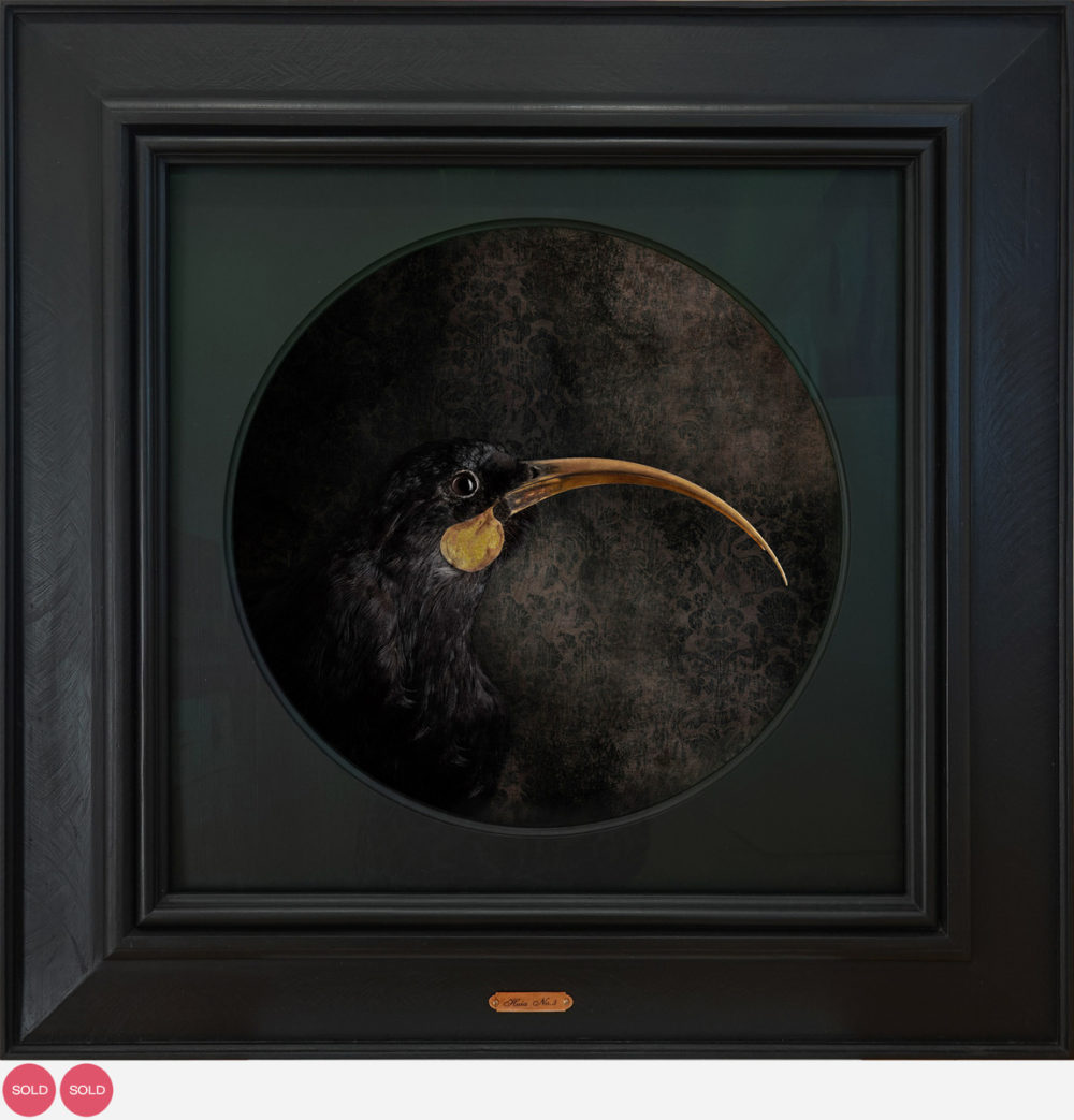 Jae Frew Huia No.3 bird photograph on archival paper at Parnell Gallery Auckland NZ