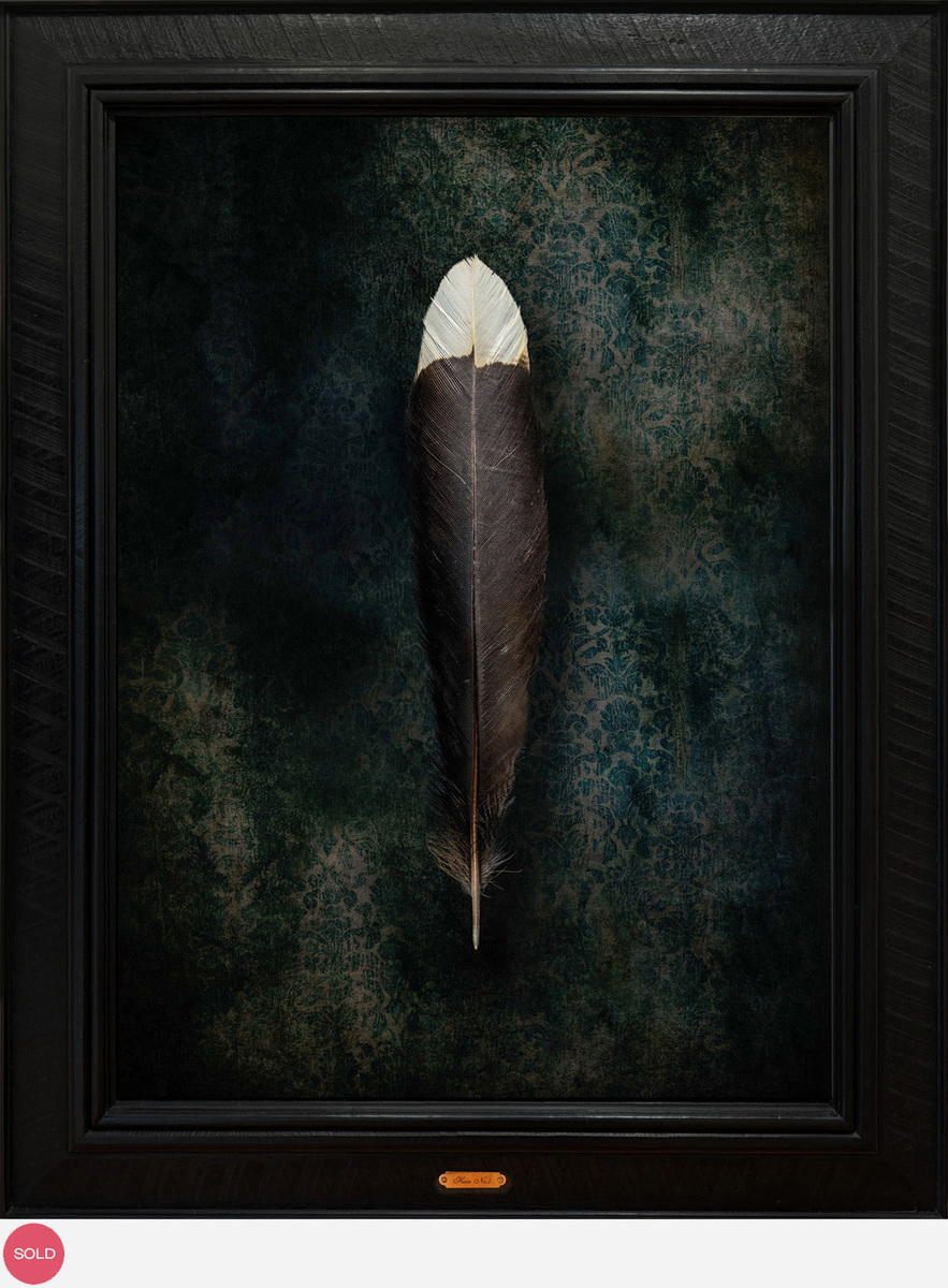 Jae Frew Huia No.2 bird photograph on archival paper at Parnell Gallery Auckland NZ