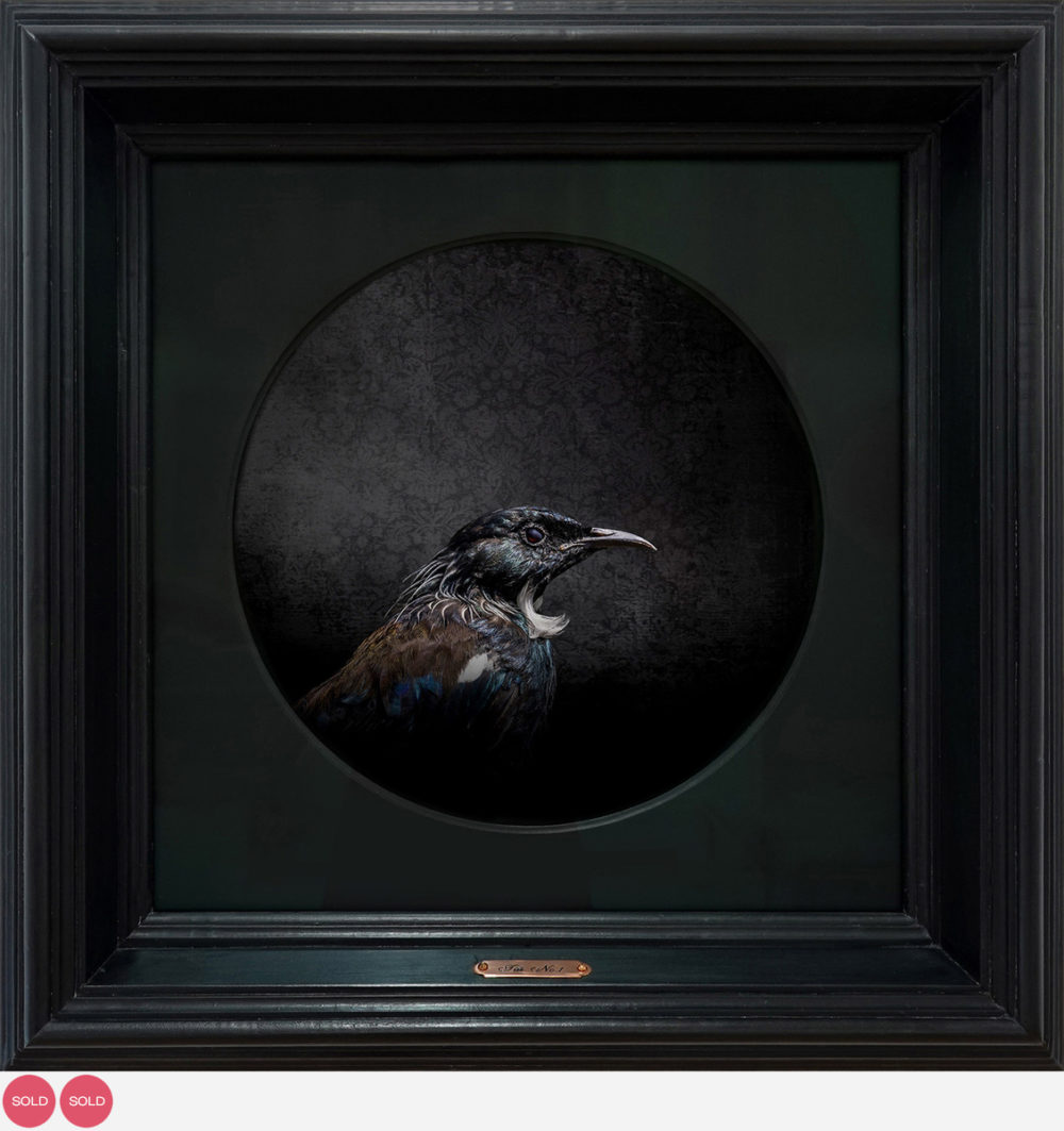 Jae Frew Tūī No.1 bird photograph on archival paper at Parnell Gallery Auckland NZ