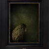 Jae Frew Kākāpō No.1 bird photograph on archival paper at Parnell Gallery Auckland NZ