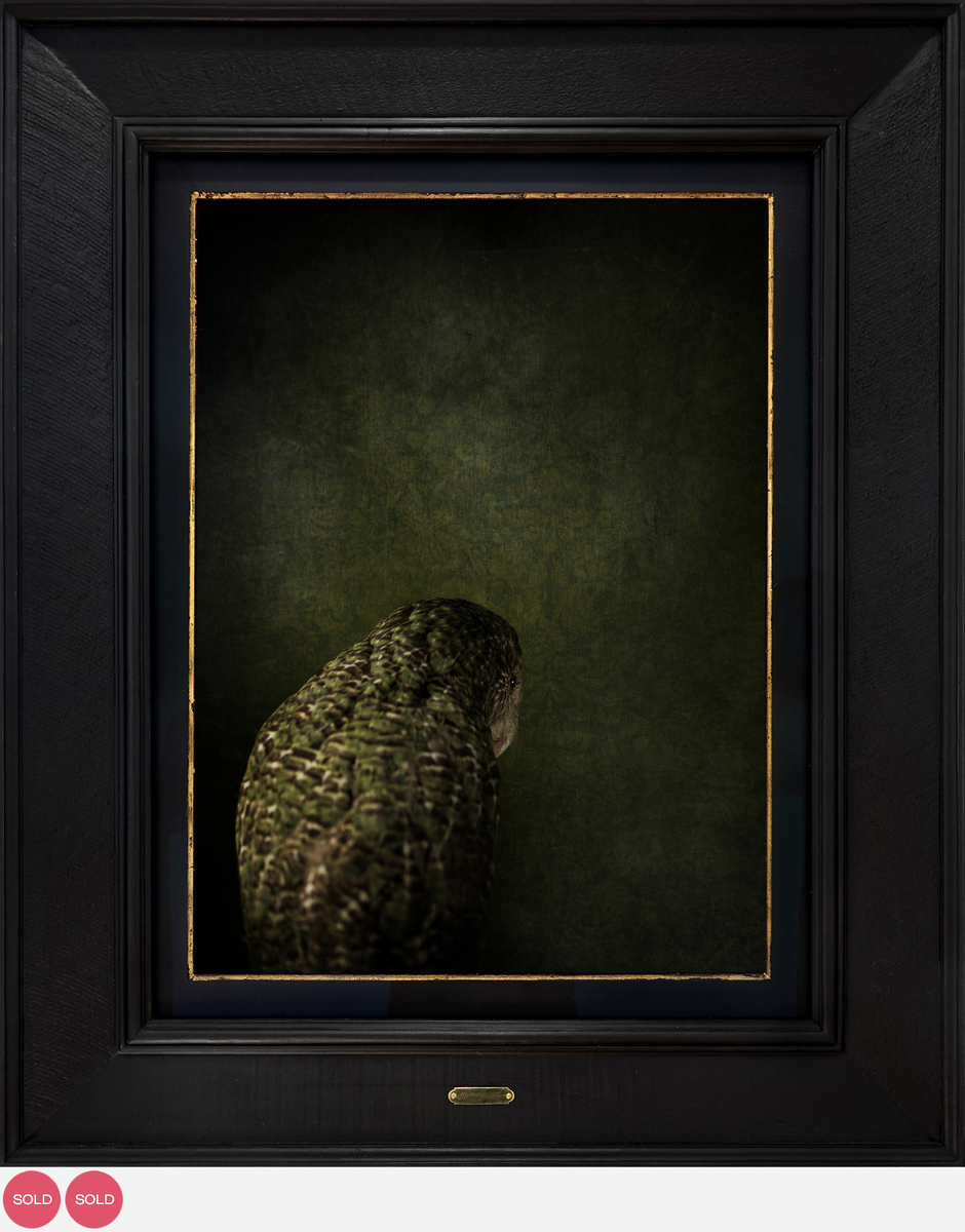 Jae Frew Kākāpō No.1 bird photograph on archival paper at Parnell Gallery Auckland NZ