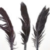 5 Black Feathers, Wakefield