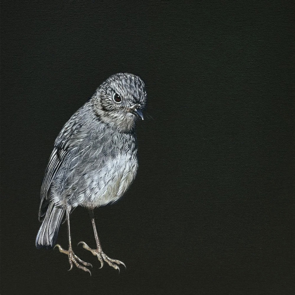 Jane Crisp Trusting Toutouwai limited edition contemporary bird print at Parnell Gallery Auckland NZ
