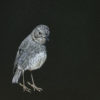 Jane Crisp Trusting Toutouwai limited edition contemporary bird print at Parnell Gallery Auckland NZ