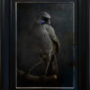 Jae Frew Kōkako No.1 bird photograph on archival paper at Parnell Gallery Auckland NZ