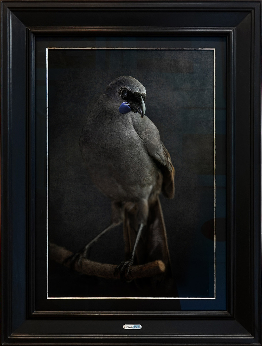 Jae Frew Kōkako No.1 bird photograph on archival paper at Parnell Gallery Auckland NZ
