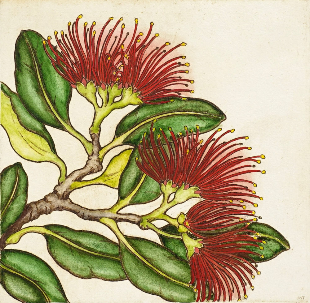 Mary Taylor Pohutukawa Blossom II hand coloured etching NZ flower limited edition print at Parnell Gallery Auckland NZ