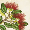 Mary Taylor Pohutukawa Blossom II hand coloured etching NZ flower limited edition print at Parnell Gallery Auckland NZ