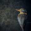Jae Frew Patty’s Kōtare bird photograph on archival paper at Parnell Gallery Auckland NZ