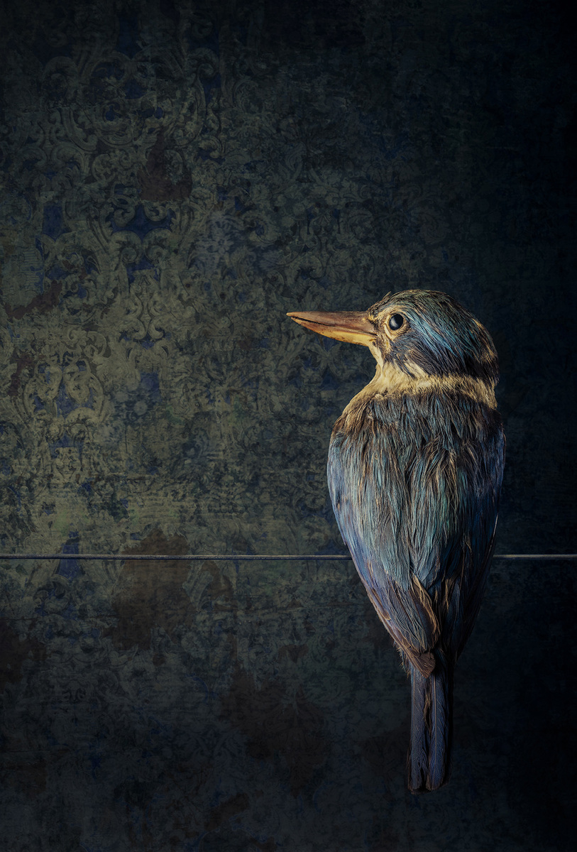 Jae Frew Patty’s Kōtare bird photograph on archival paper at Parnell Gallery Auckland NZ
