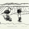 Blackback Gulls