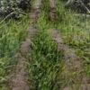 Landscape Study IV