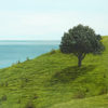 Landscape Study III