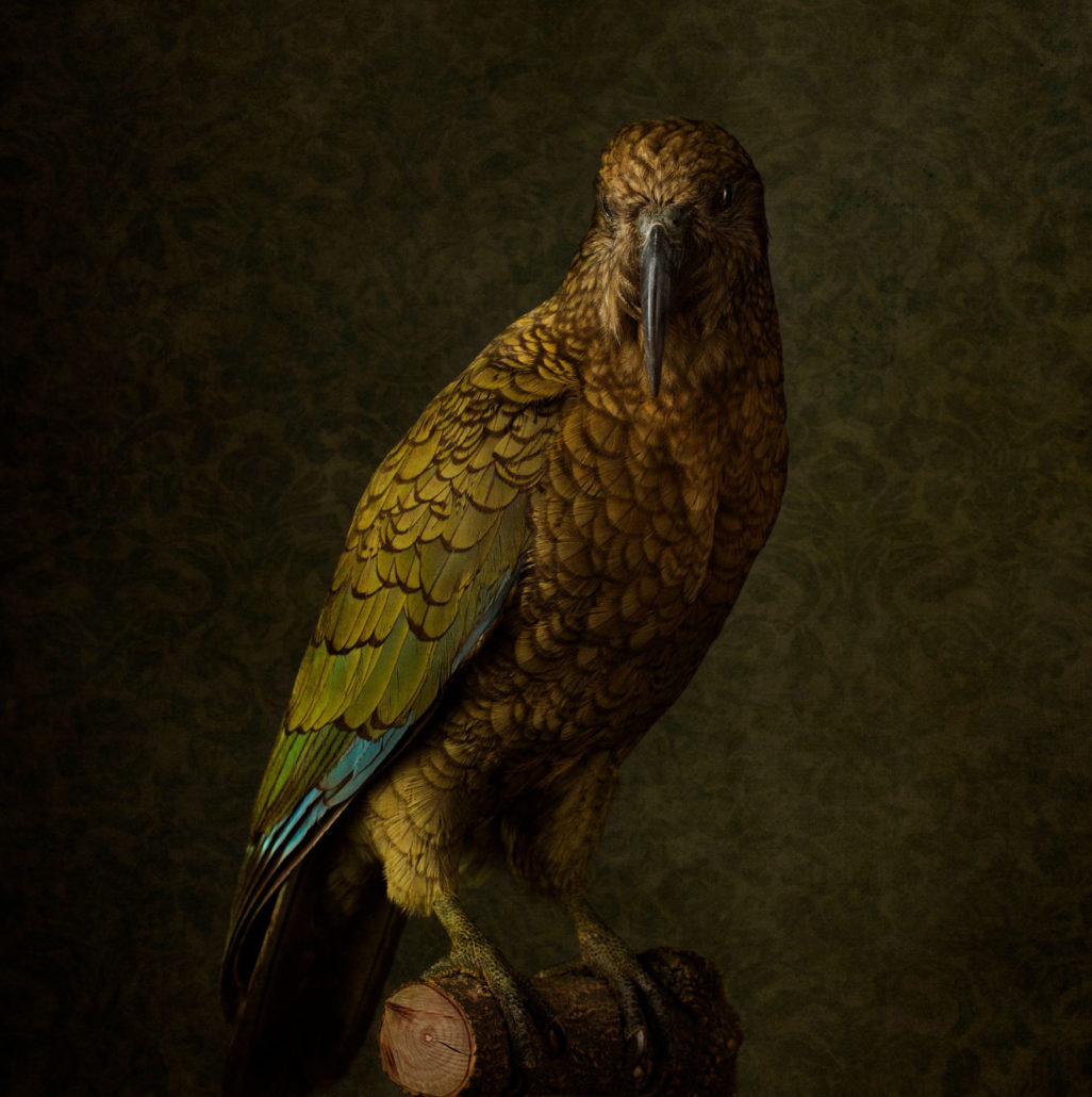 Photographer Jae Frew bird portrait of a Kea bird at Parnell Gallery Auckland NZ