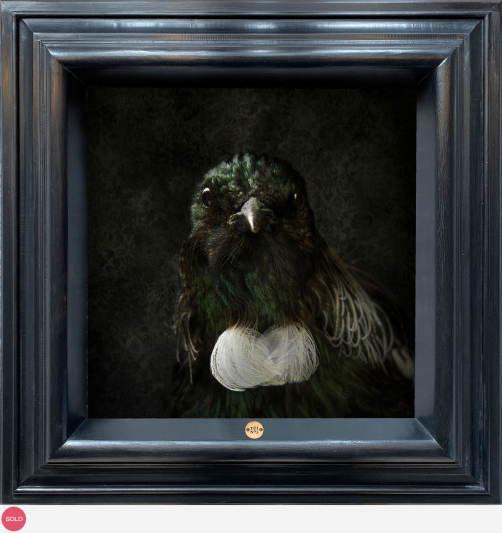 Jae Frew Tūī No.3 bird photograph on archival paper at Parnell Gallery Auckland NZ