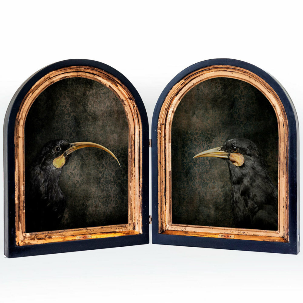 Jae Frew Huia No.5 & 6 bird photograph on archival paper at Parnell Gallery Auckland NZ