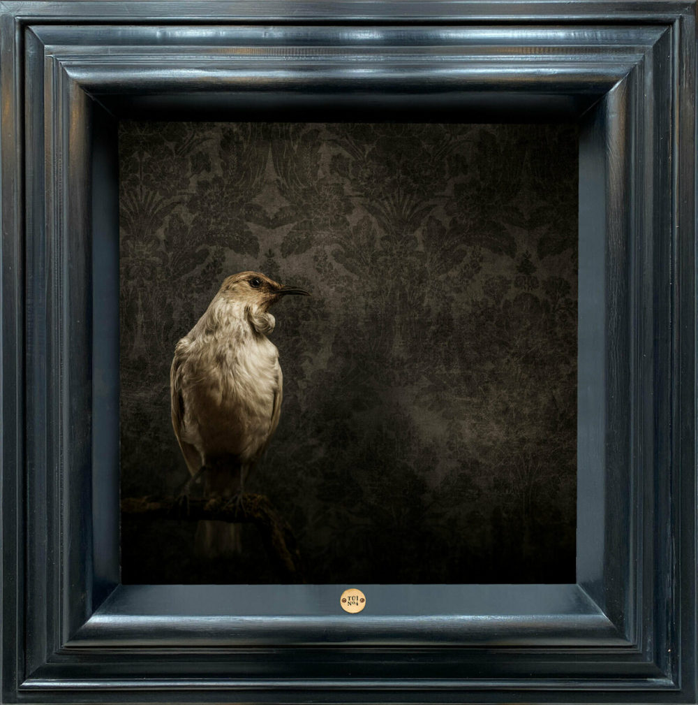 Jae Frew Tūī No.4 bird photograph on archival paper at Parnell Gallery Auckland NZ
