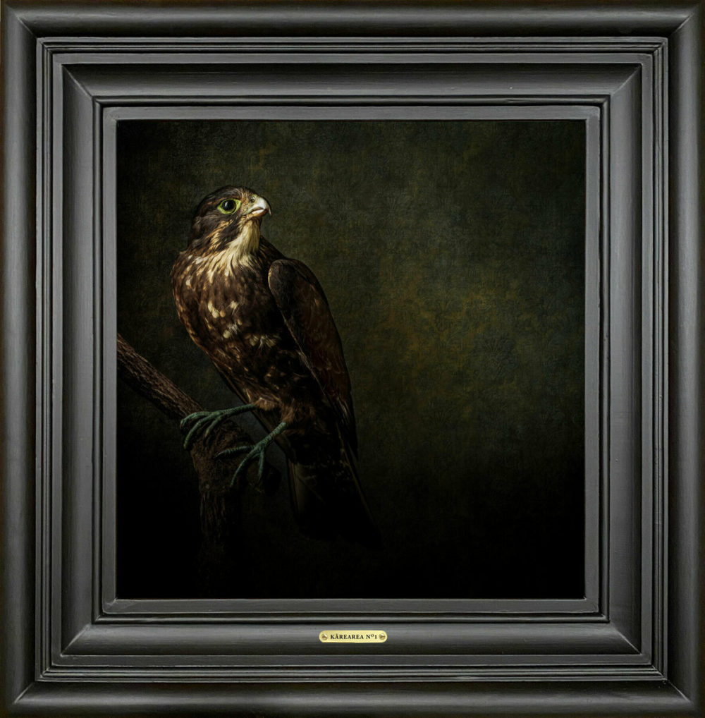 Jae Frew Kārearea No.1 bird photograph on archival paper at Parnell Gallery Auckland NZ