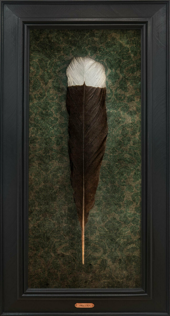 Jae Frew Huia No.7 bird photograph on archival paper at Parnell Gallery Auckland NZ