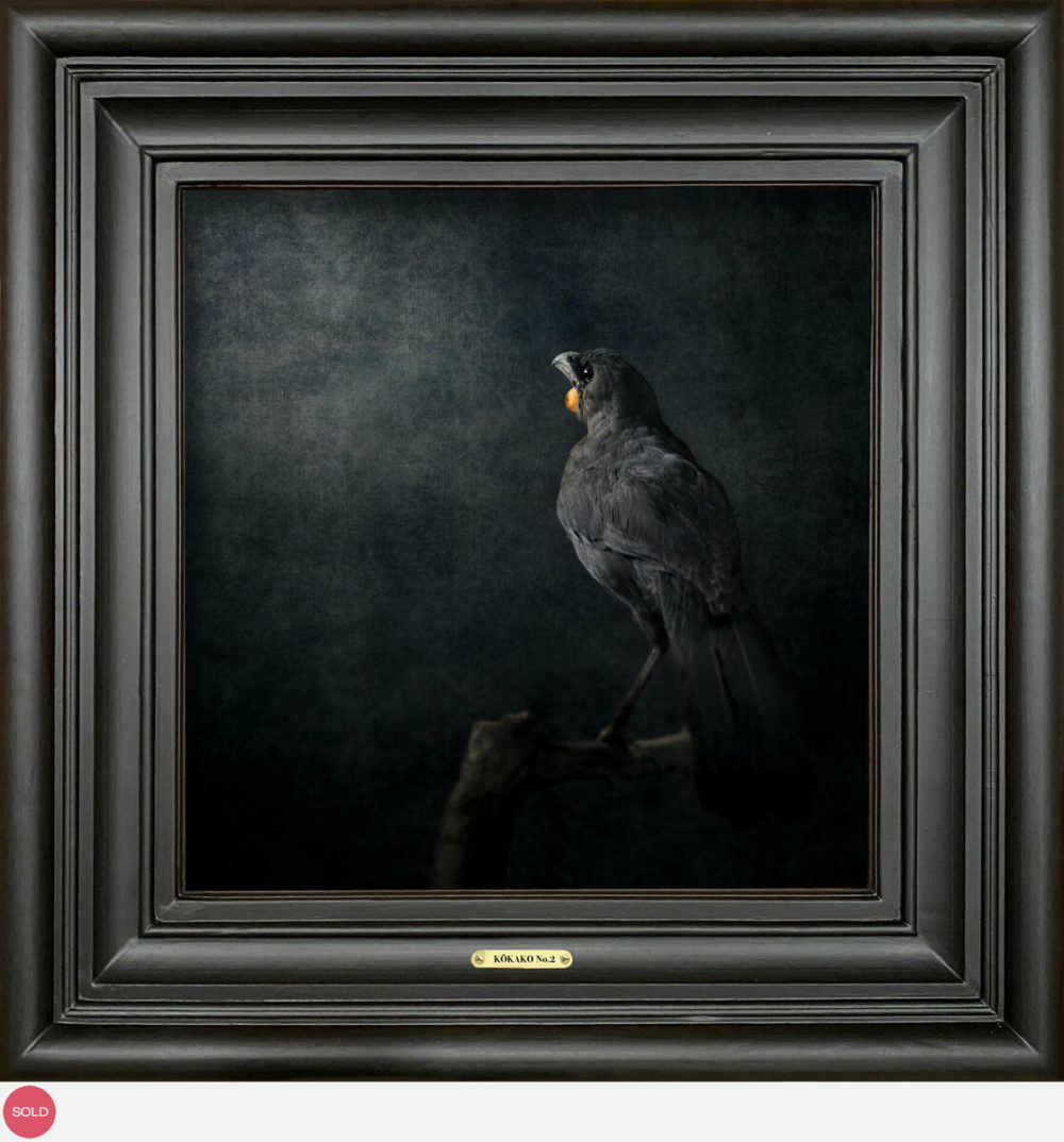 Jae Frew Kōkako No.2 bird photograph on archival paper at Parnell Gallery Auckland NZ