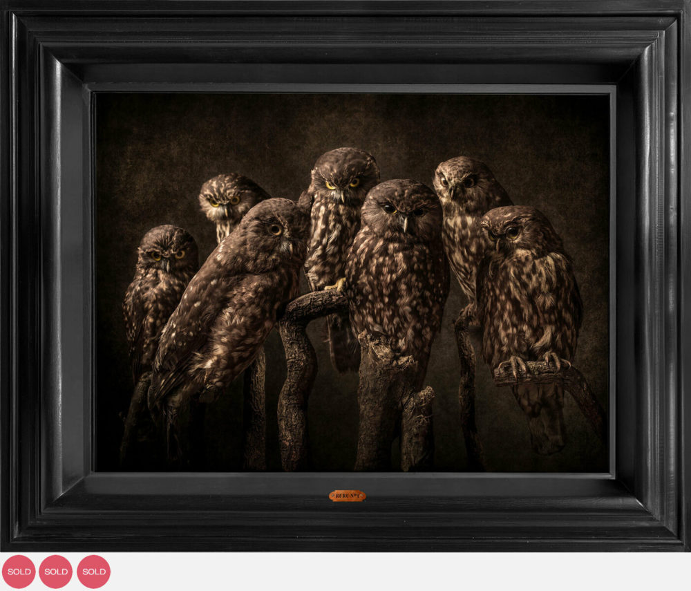 Jae Frew Ruru No.1 bird photograph on archival paper at Parnell Gallery Auckland NZ