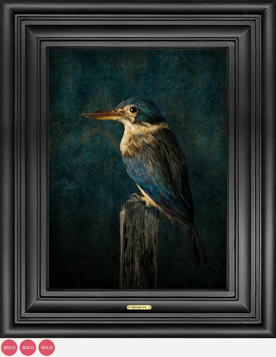 Jae Frew Kōtare No.2 bird photograph on archival paper at Parnell Gallery Auckland NZ