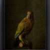 Jae Frew Kea No.1 bird photograph on archival paper at Parnell Gallery Auckland NZ