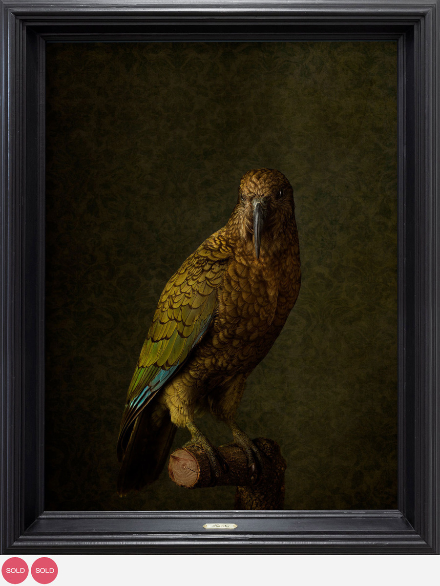 Jae Frew Kea No.1 bird photograph on archival paper at Parnell Gallery Auckland NZ