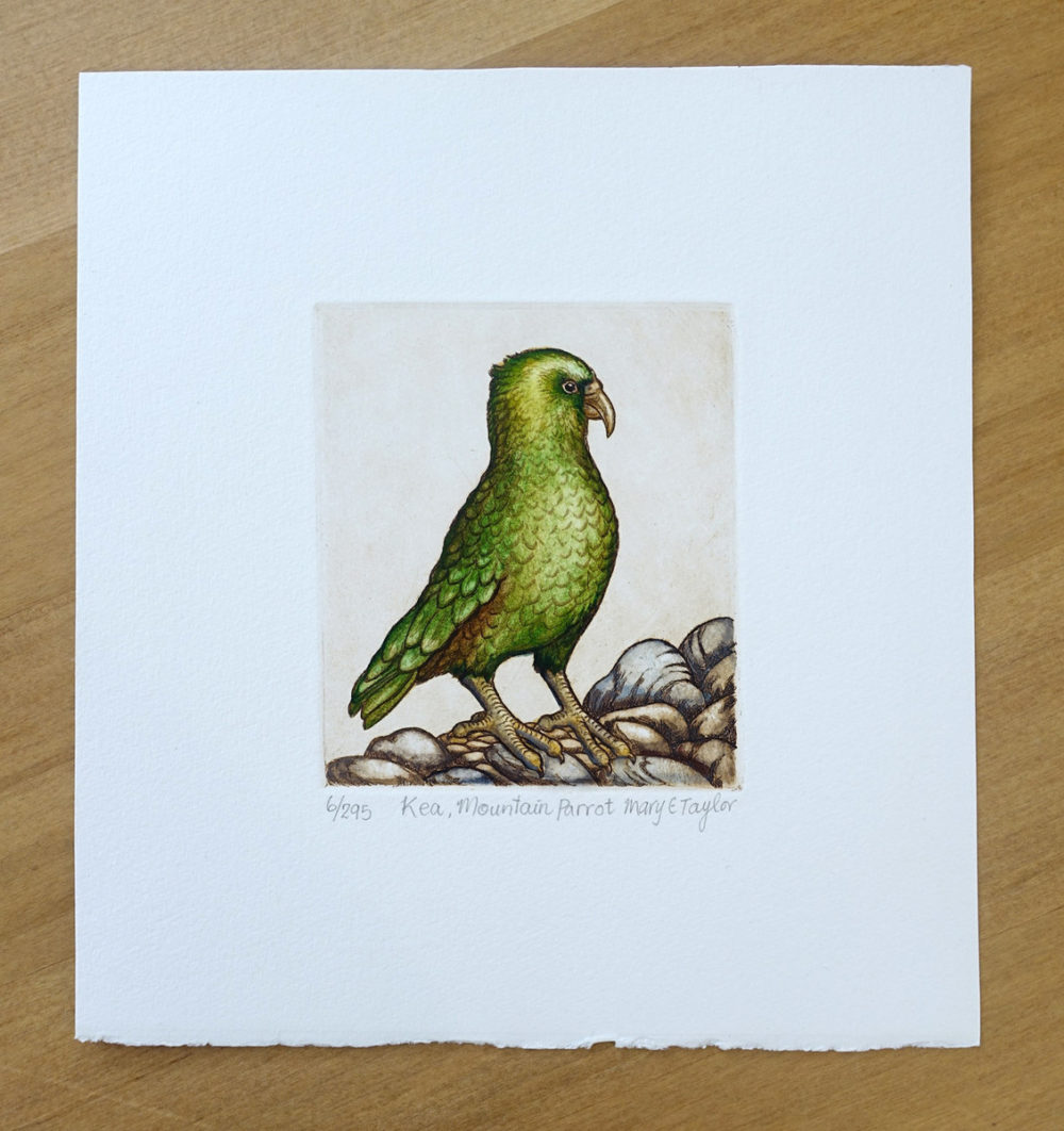 Kea, Mountain Parrot