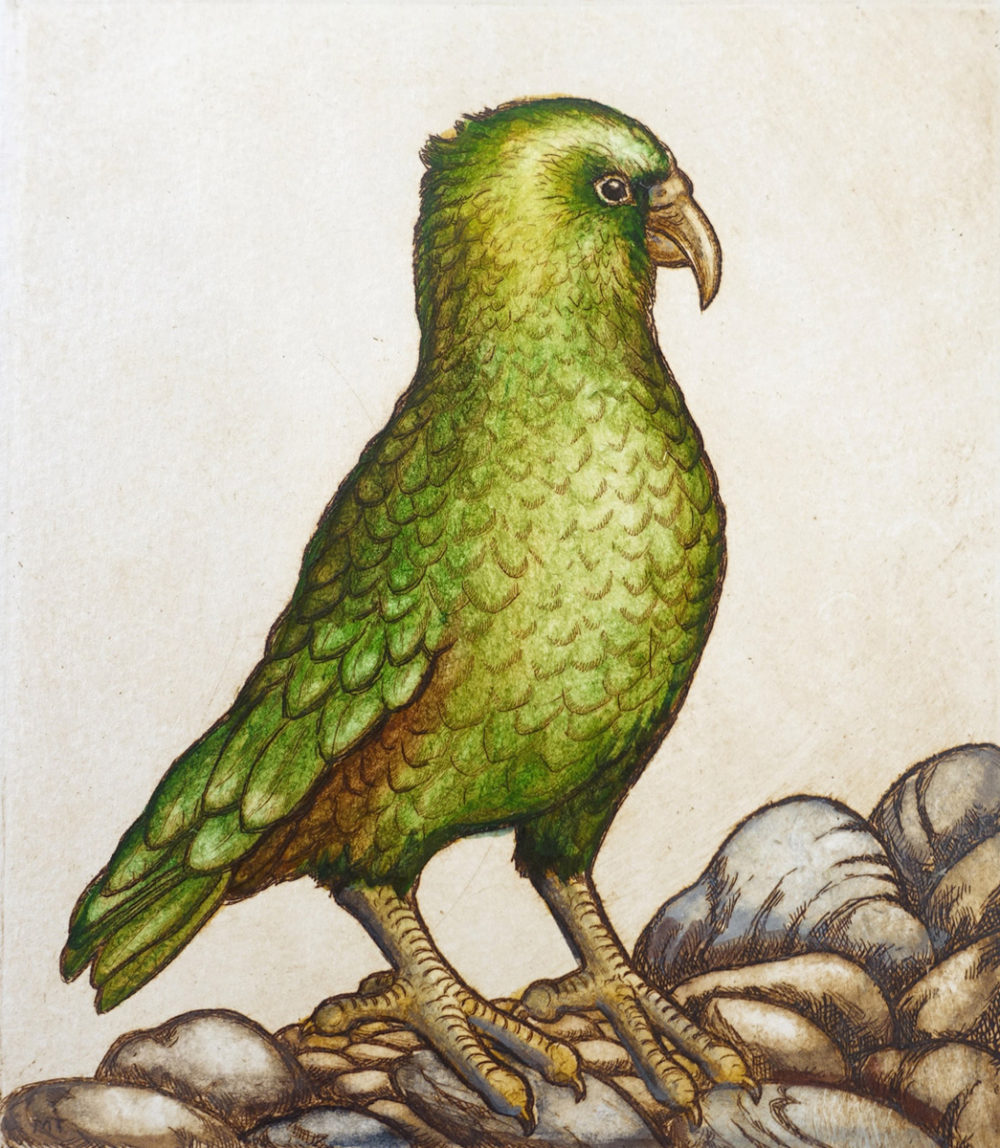 Mary Taylor Kea, Mountain Parrot hand coloured etching NZ bird limited edition print at Parnell Gallery Auckland NZ