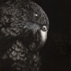 Kea Toru