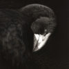 Takahe
