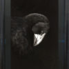 Gareth Barlow Takahe original painting at Parnell Gallery Auckland NZ