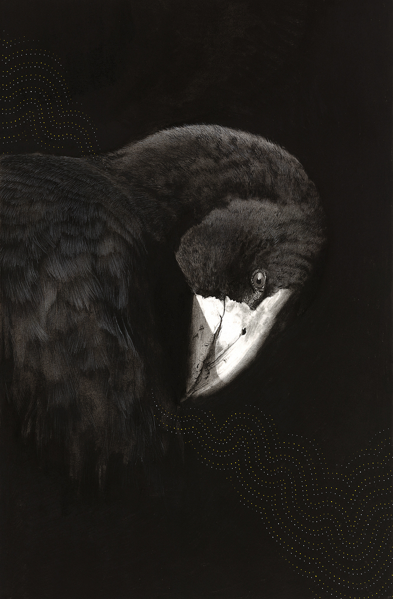 Takahe