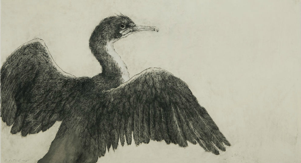 Time in the Sun, Chatham Island Shag