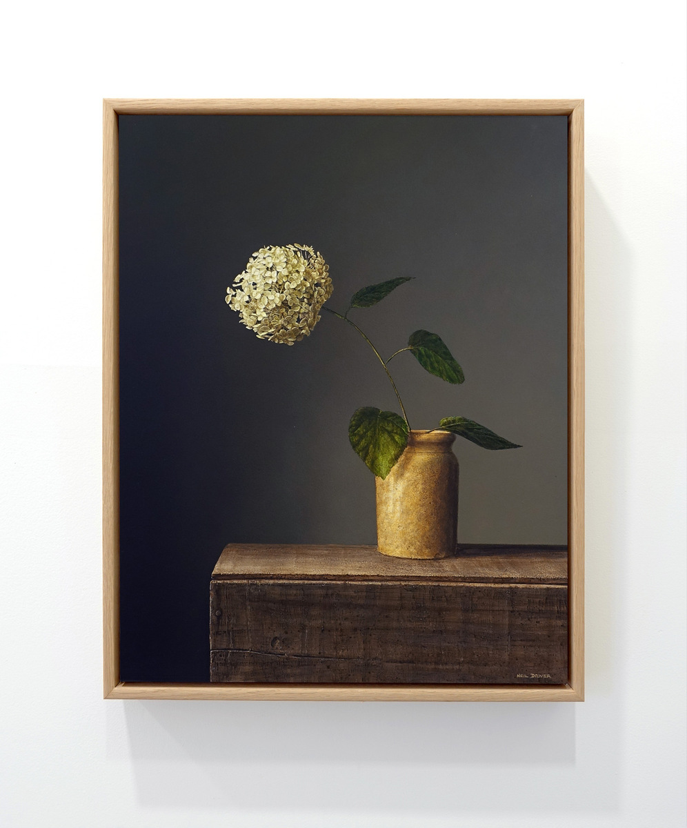 Hydrangea