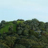 Silent in the Trees III (Takarunga/Mt Victoria)