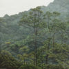 Evergreen IV