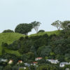 Guardians (Maungawhau/Mt Eden)