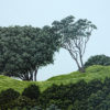 Guardians (Maungawhau/Mt Eden)