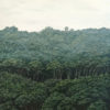 Iti Ngahere (Little Forest)